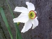 poeticus recurvus